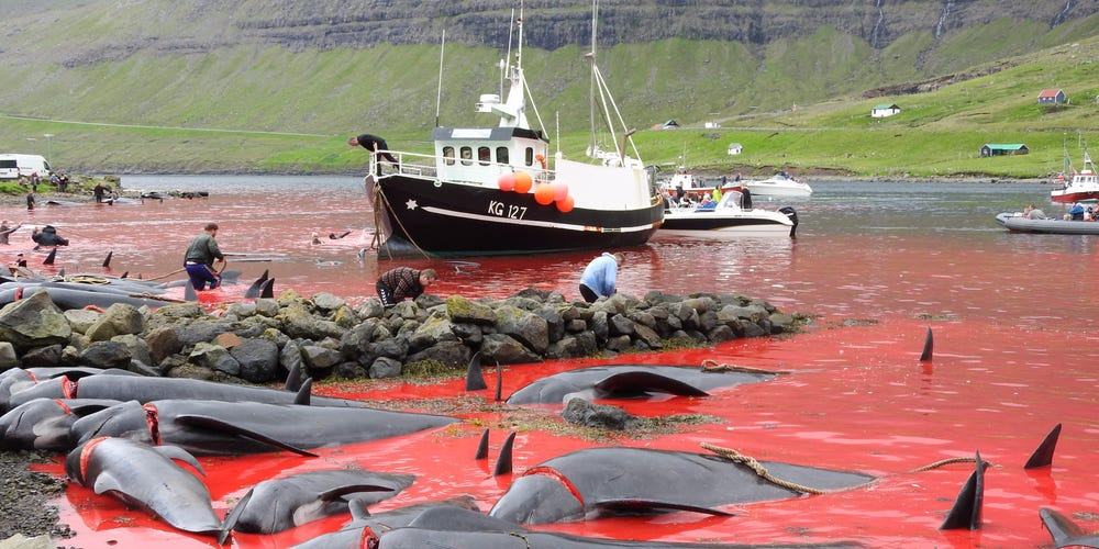 Source: https://www.businessinsider.com/whale-and-dolphin-hunts-in-faroe-islands-photographed-by-campaigners-2017-11